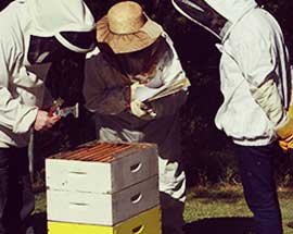inspecting-hives-in-the-apiary
